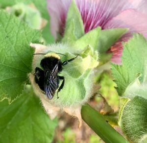 Close-up of insect on leaf