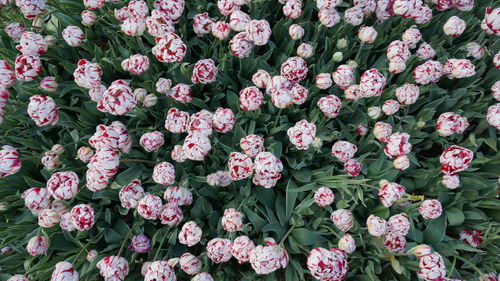 Full frame shot of pink flower