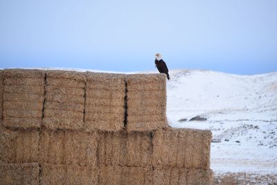 Low angle view of seagull perching on wall