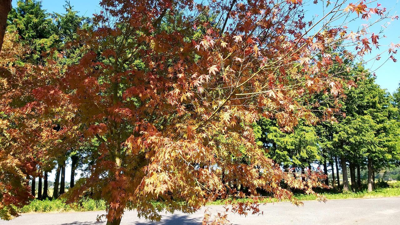 TREES AND PLANTS IN PARK DURING AUTUMN