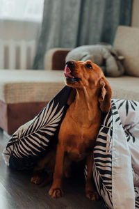 Dog relaxing on sofa at home