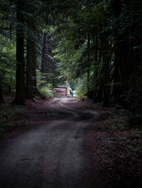 Dirt road amidst trees in forest