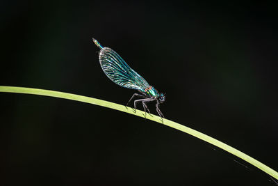 Close-up of an insect