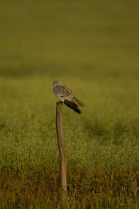 Close-up of mushroom growing on field