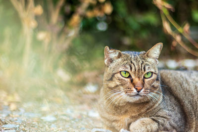 Close-up portrait of tabby cat