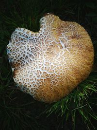 Close-up of mushrooms on field