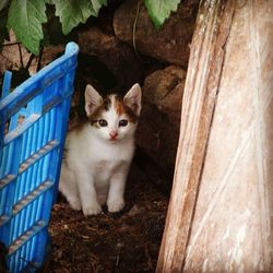 Portrait of kitten sitting outdoors