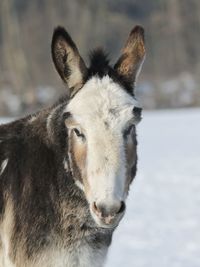 Close-up portrait of donkey