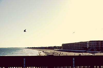 Bird flying over sea