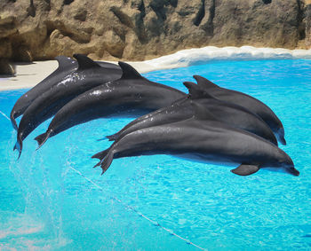 Side view of dolphins jumping out of water at zoo