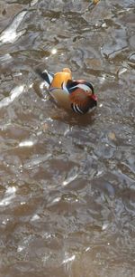 High angle view of duck swimming in lake