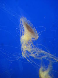 Close-up of jellyfish in water