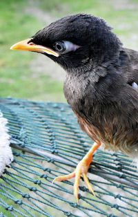 Close-up of bird perching