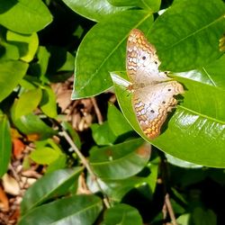 Close-up of butterfly on plant