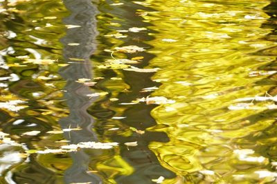 Close-up of yellow turtle swimming in water