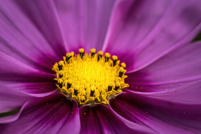 Close-up of purple flower