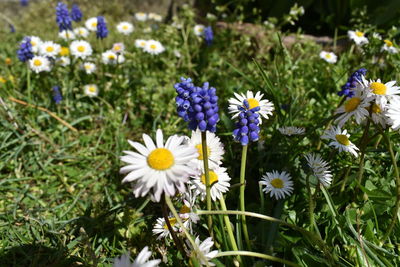 flowering plant