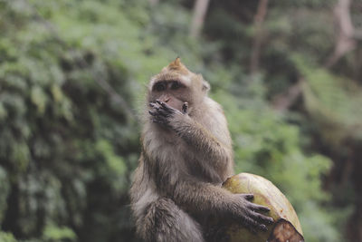 Close-up of monkey sitting on tree