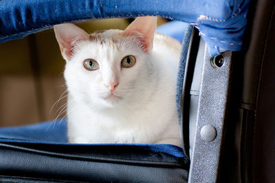 Close-up portrait of white cat