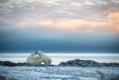Polar bears spar on shoreline at dawn