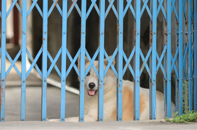 Portrait of dog looking through metallic shutter