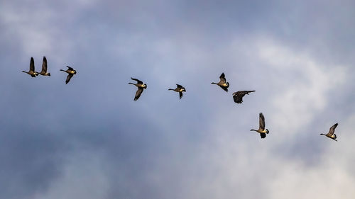 Low angle view of birds flying in sky