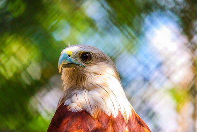 Close-up of eagle against blurred background