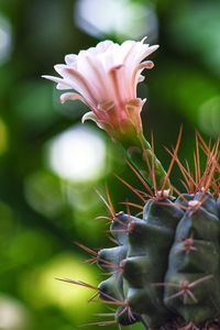 Close-up of succulent plant