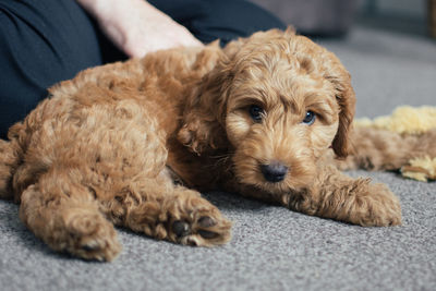 Portrait of puppy relaxing on man