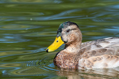 Close-up of duck swimming in lake