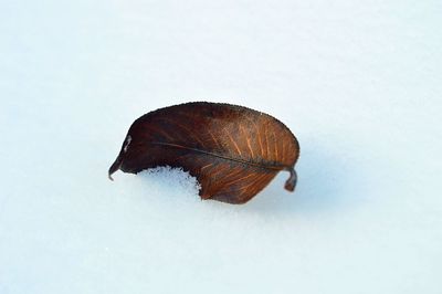 Close-up of leaf over white background