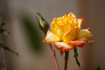 Close-up of orange and yellow  rose