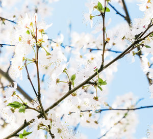 Low angle view of cherry blossoms in spring