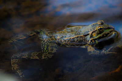 Close-up of frog in water