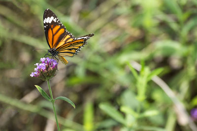 Close-up of butterfly pollinating on purple flower