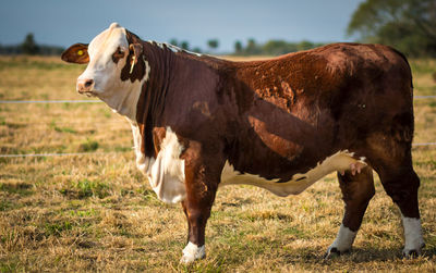 Cow standing in a field