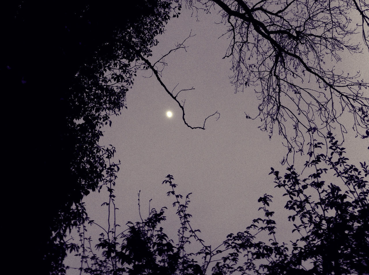 low angle view, sky, moon, tree, beauty in nature, nature, tranquility, night, silhouette, scenics, astronomy, branch, tranquil scene, dusk, full moon, growth, outdoors, idyllic, bare tree, no people