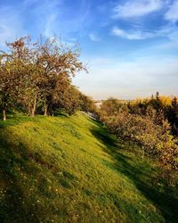 Trees on field against sky during autumn