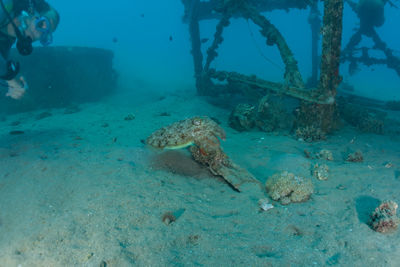 View of turtle swimming in sea