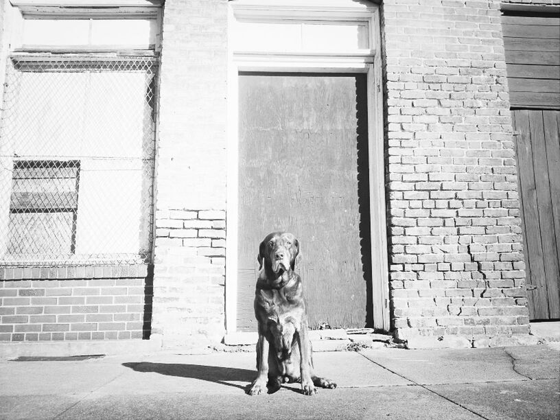 PORTRAIT OF DOG SITTING ON DOOR