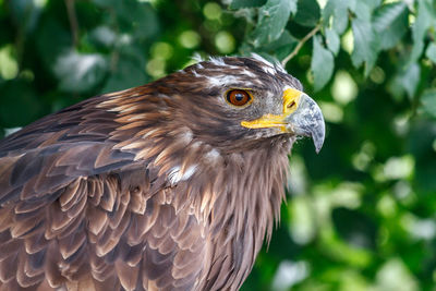 Close-up of a bird looking away