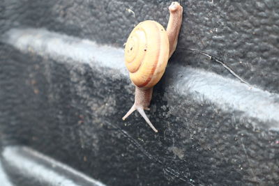 High angle view of snail on leaf