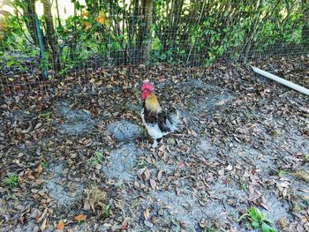 High angle view of rooster on field