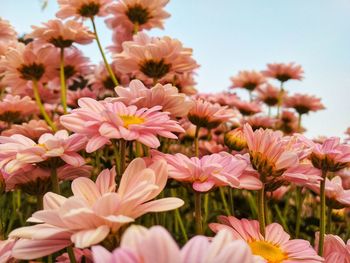 Close soft focus beautiful chrysanthemum pink flower blooming in the garden