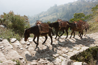 Horses on field against sky