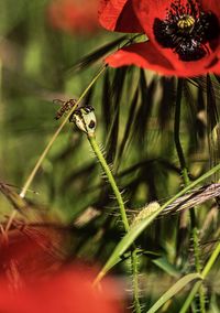 Close-up of insect on flower