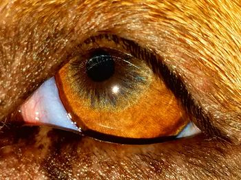 Close-up portrait of horse eye