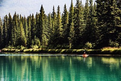 Scenic view of lake in forest