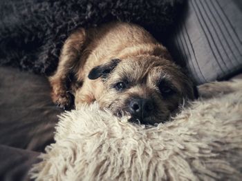 High angle view of dog relaxing on bed