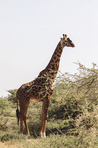 Giraffe standing on field against clear sky